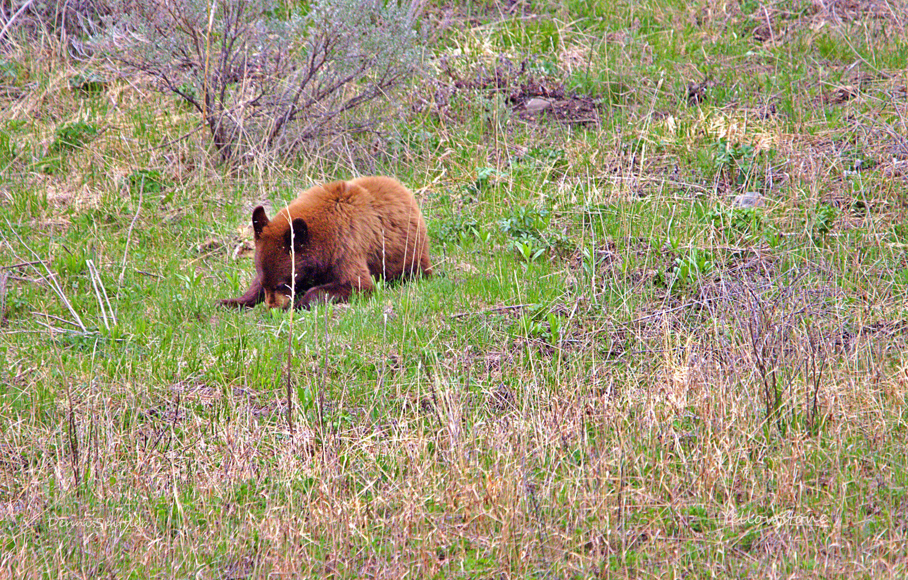 Custom Wildlife Coffee Mug - 11oz Ceramic