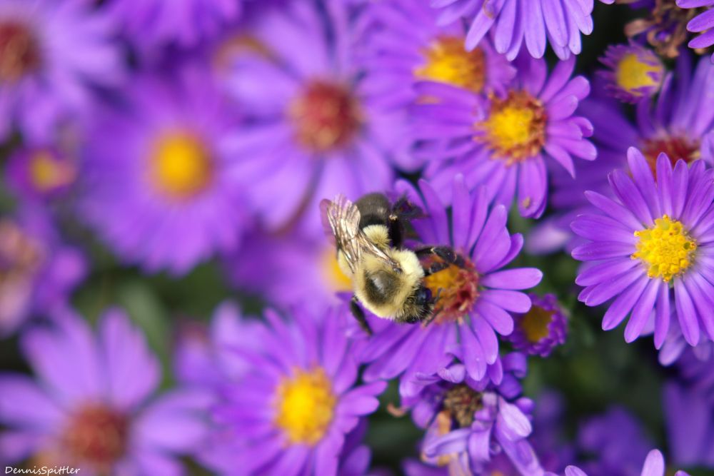 Purple Wildflowers Photography Print - Spring Floral Wall Art | Nature Decor