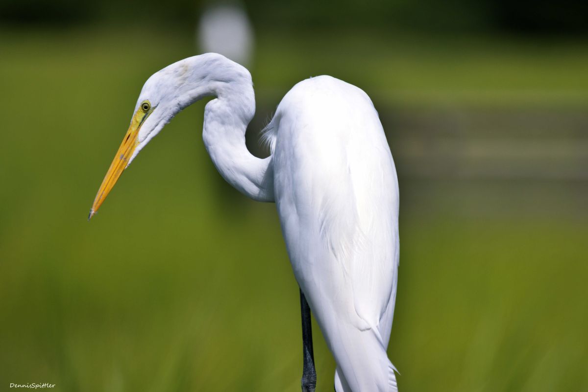 Great Egret — Wildlife Photography Print