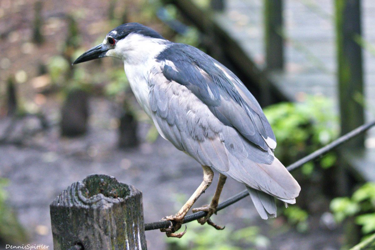 The Midnight Gentleman — Black-Crowned Night Heron | Fine Art Wildlife Photography Print