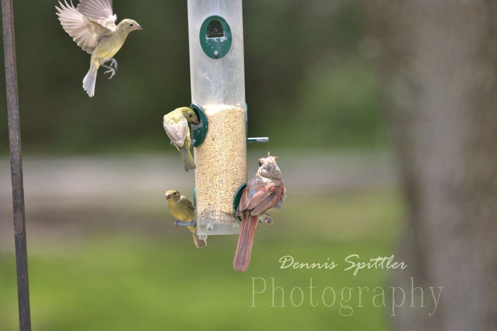 Hummingbird Photography Print - Wildlife Wall Art