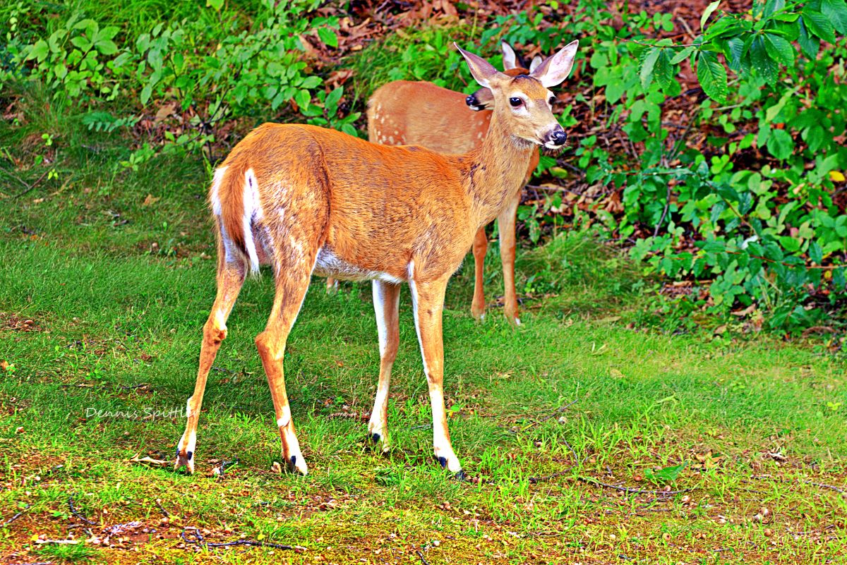 Spring Deer Photography Print — Wildlife Wall Art