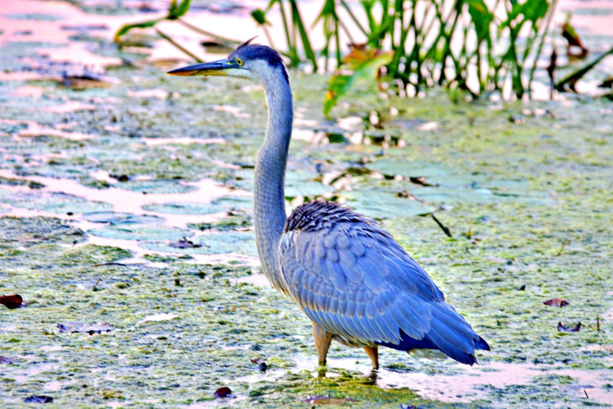 Blue Heron Photography Print — Dramatic Wildlife Wall Art | Round Lake NY