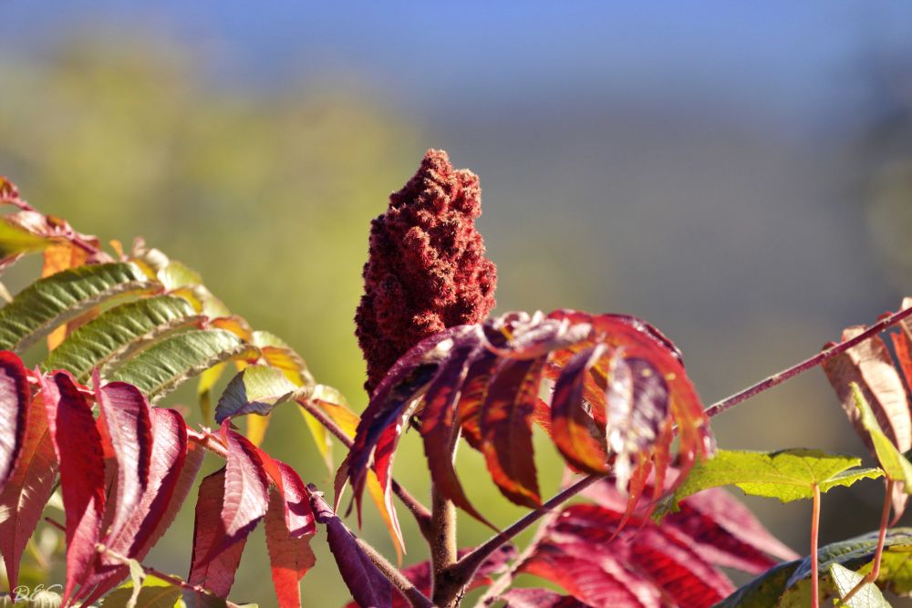 Bleeding Hearts & Wild Grass Photography Print — Spring Floral Wall Art