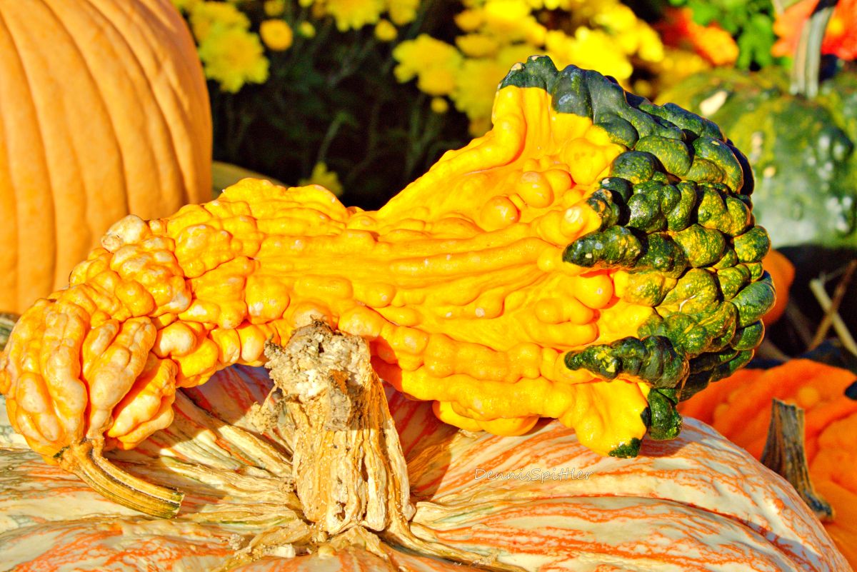 Extraordinary yellow and green textured harvest gourd surrounded by pumpkins and chrysanthemums