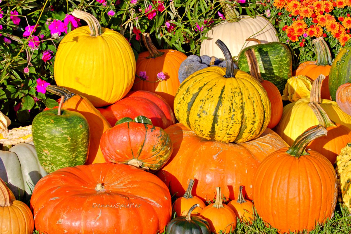 Colorful collection of pumpkins and gourds in orange yellow green white and striped varieties with pink and orange mums