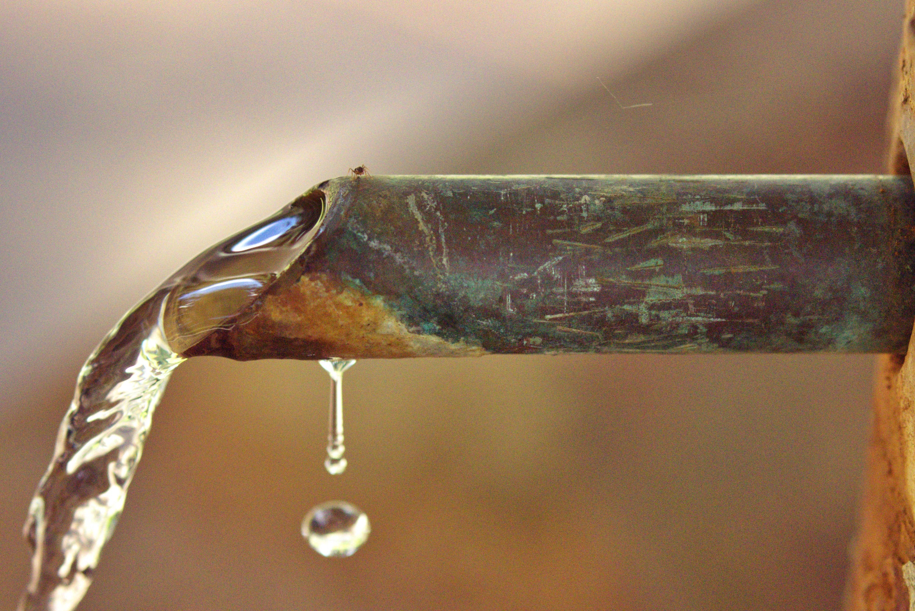 Nature Reclaimed - Pipe & Tree Photography Print