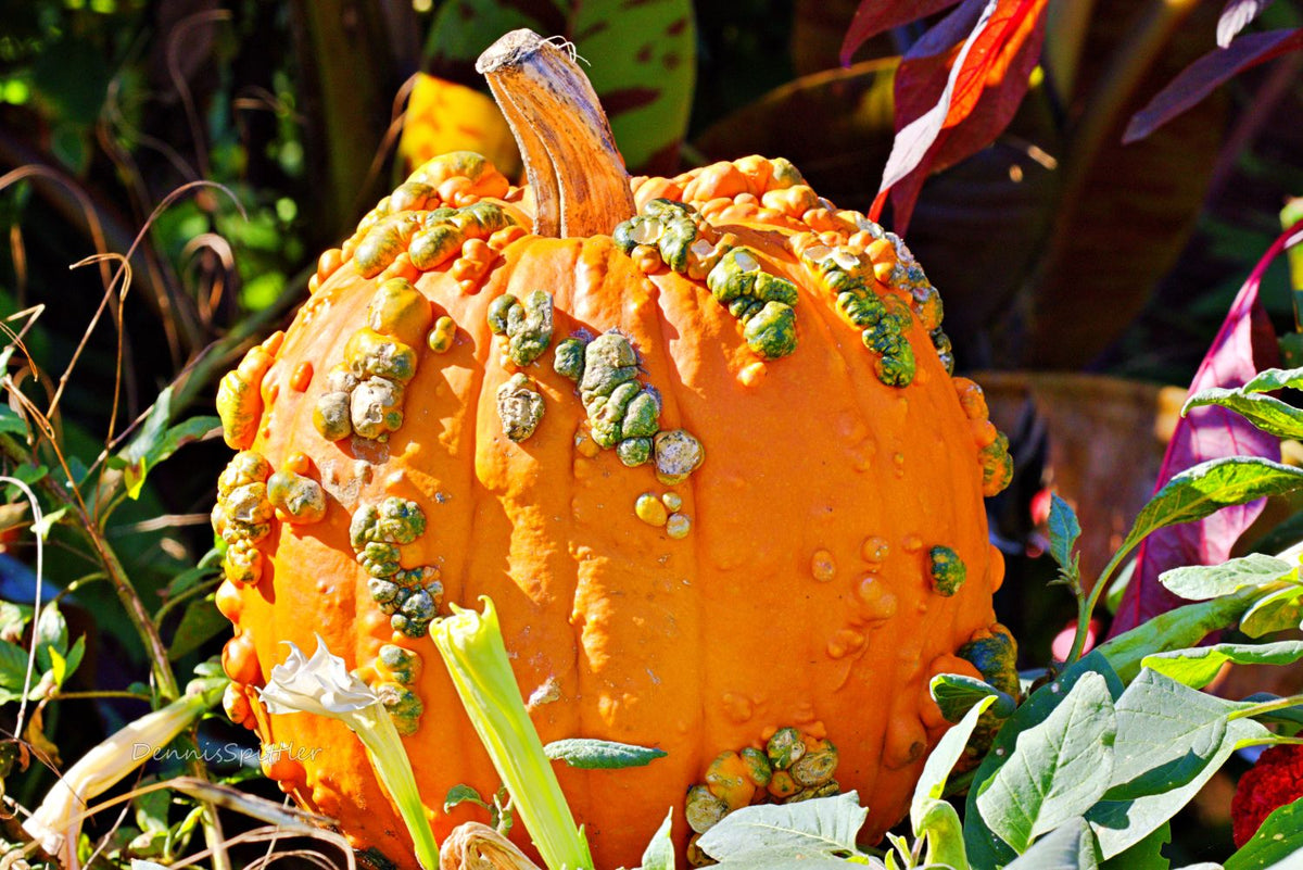 Unique warty pumpkin covered in bumps and texture nestled in colorful fall garden foliage