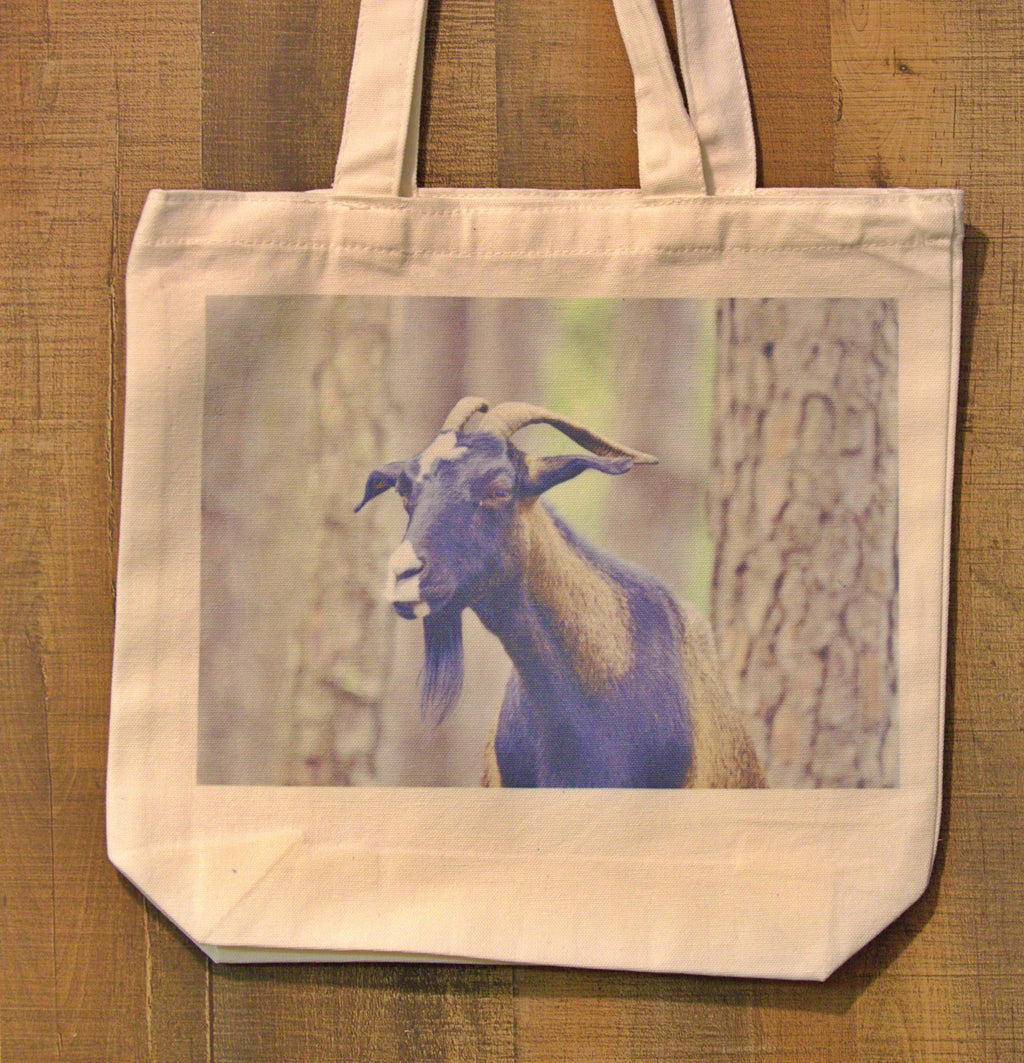 Wildlife Photography Prints - Eagles, Bison & Owls Nature Wall Art