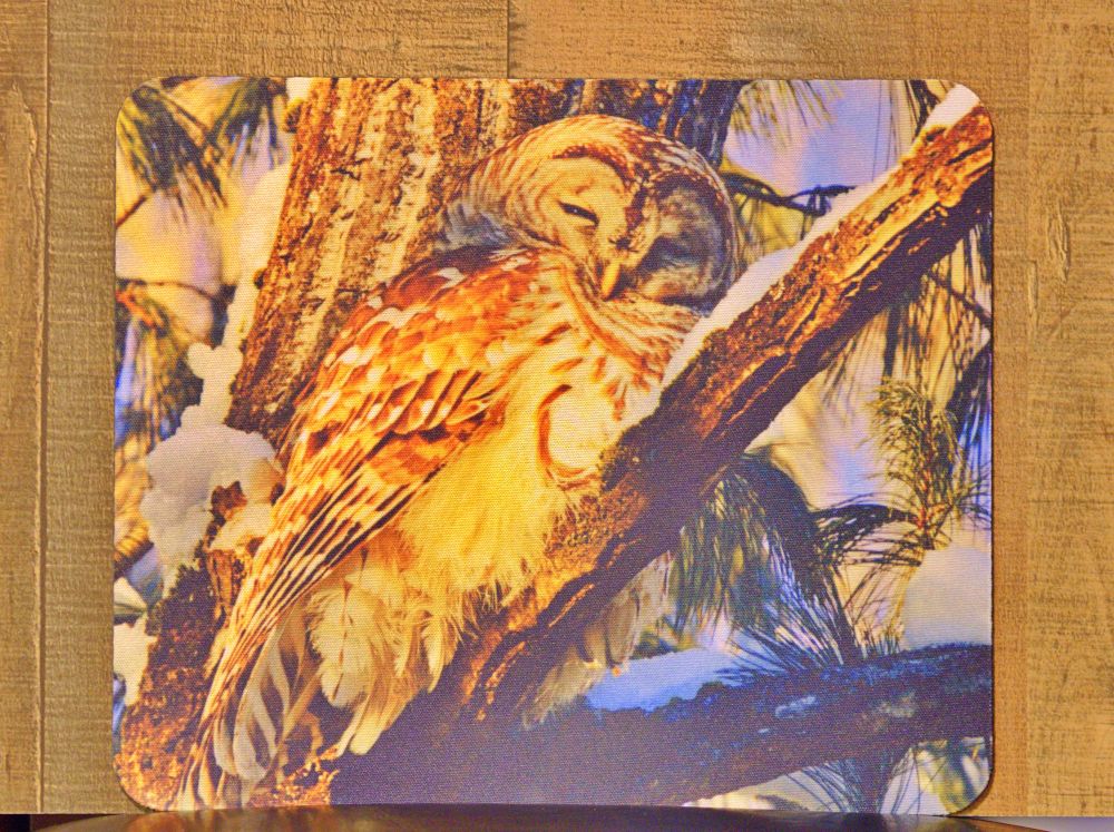 Wildlife Photography Prints - Eagles, Bison & Owls Nature Wall Art
