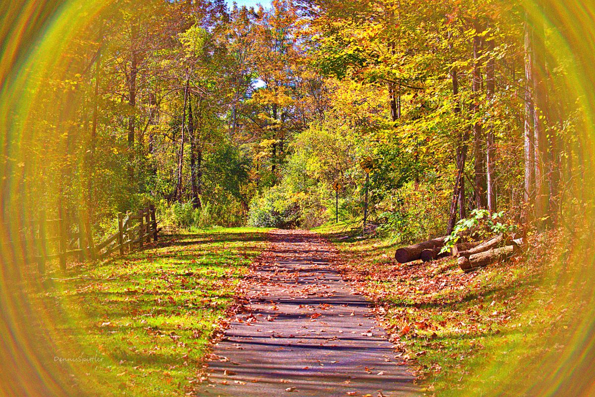 Autumn Path — Saratoga Springs State Park Nature Photography