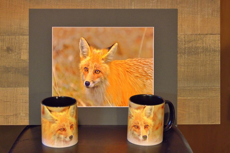 Wildlife Photography Prints - Eagles, Bison & Owls Nature Wall Art