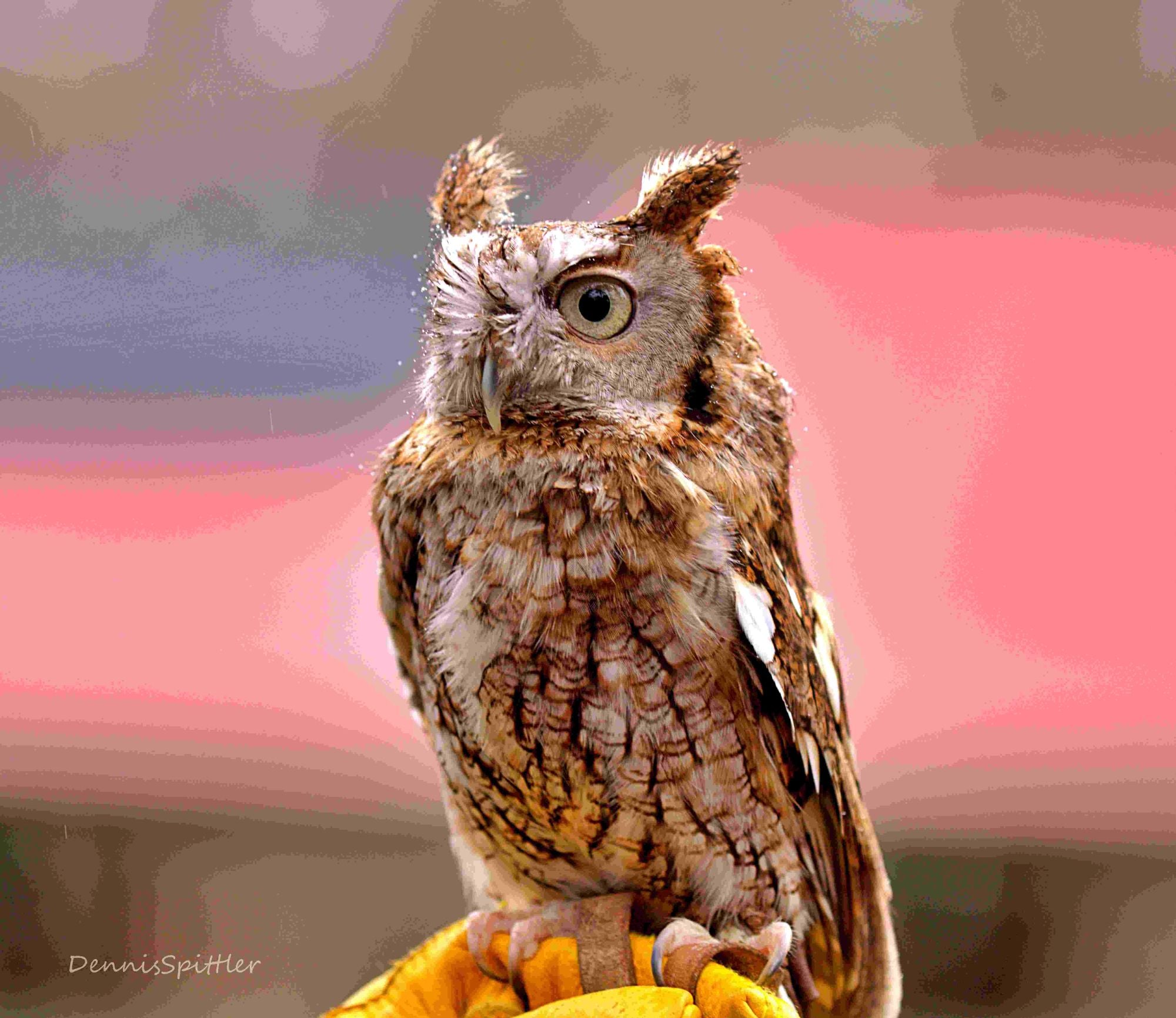 Photo, Mug & Greeting Card Bundle