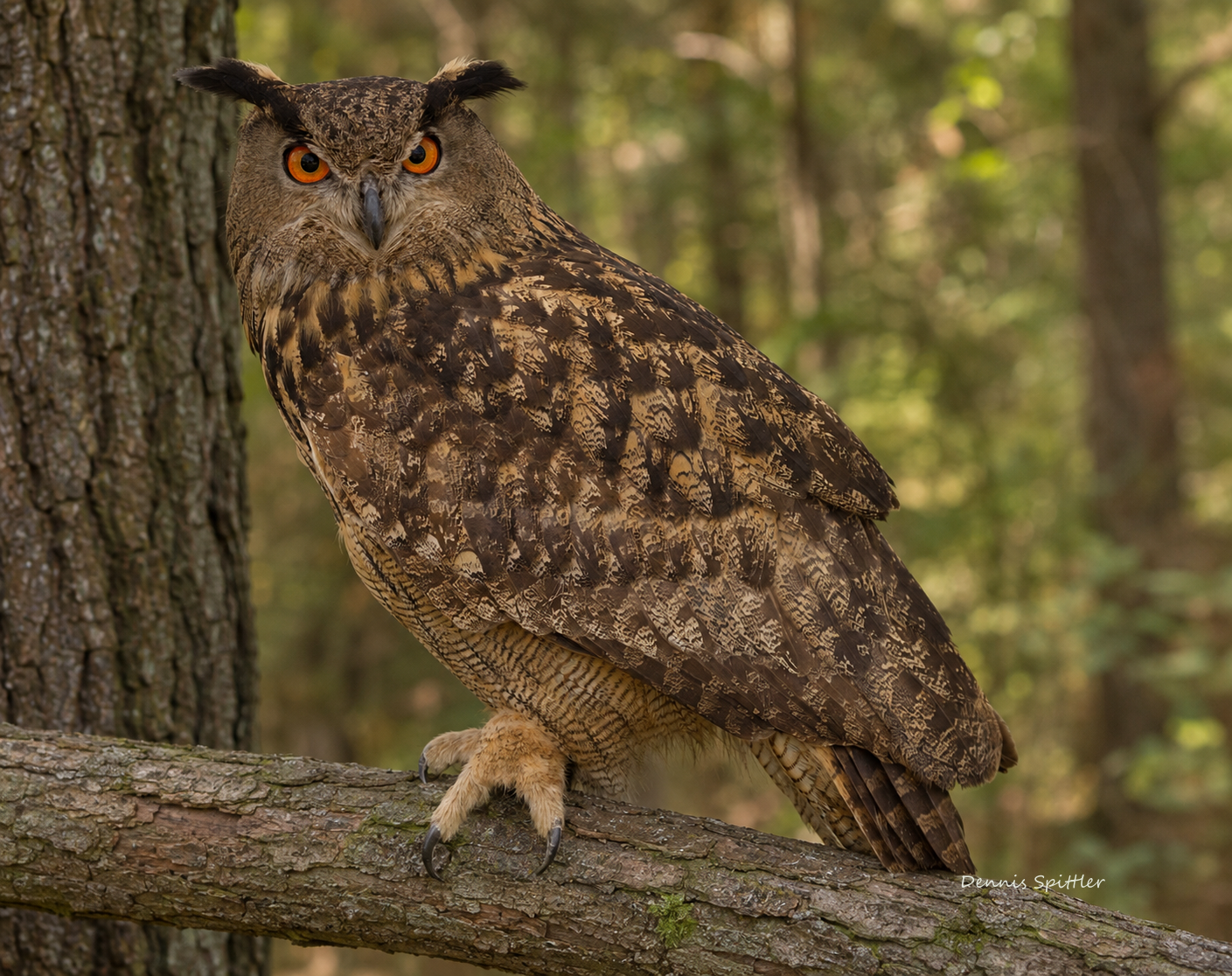 The Stare — Eurasian Eagle-Owl in the Woodland | Fine Art Wildlife Photography Print