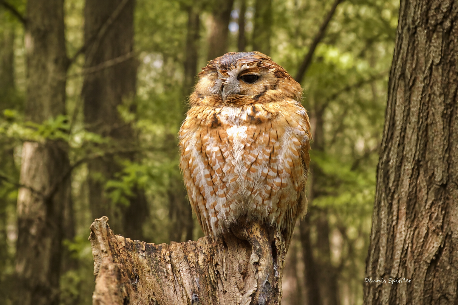 Unbothered — Tawny Owl in the Sunlit Woodland | Fine Art Wildlife Photography Print