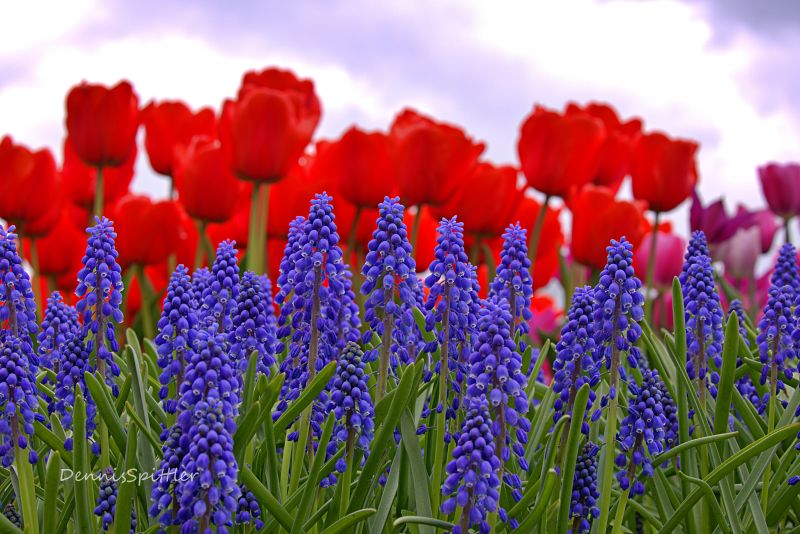 Flower Photography Prints - Nature Wall Art