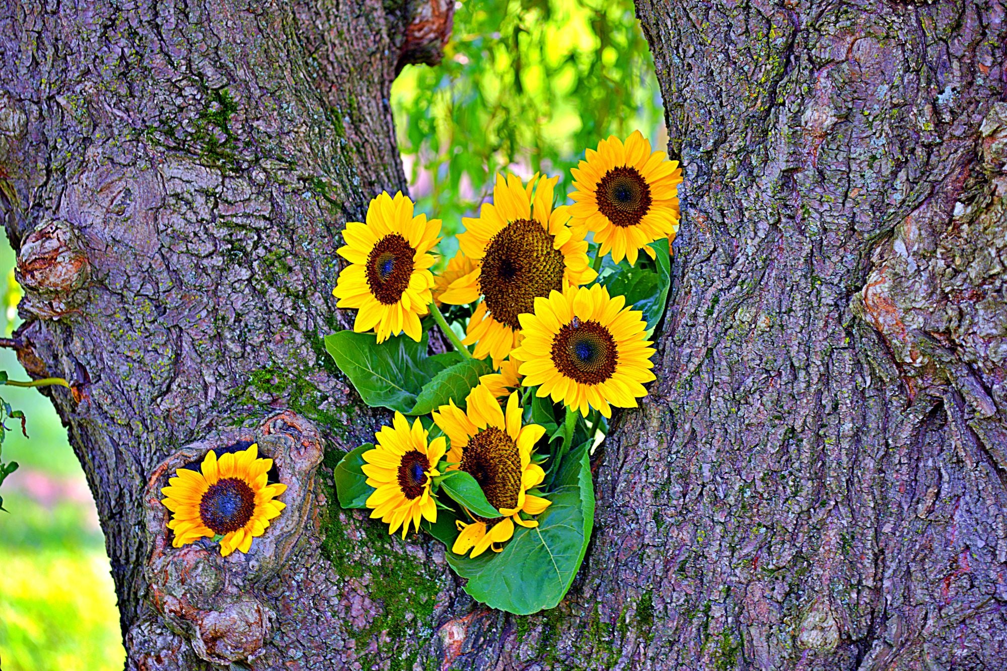 Flower Photography Prints - Nature Wall Art