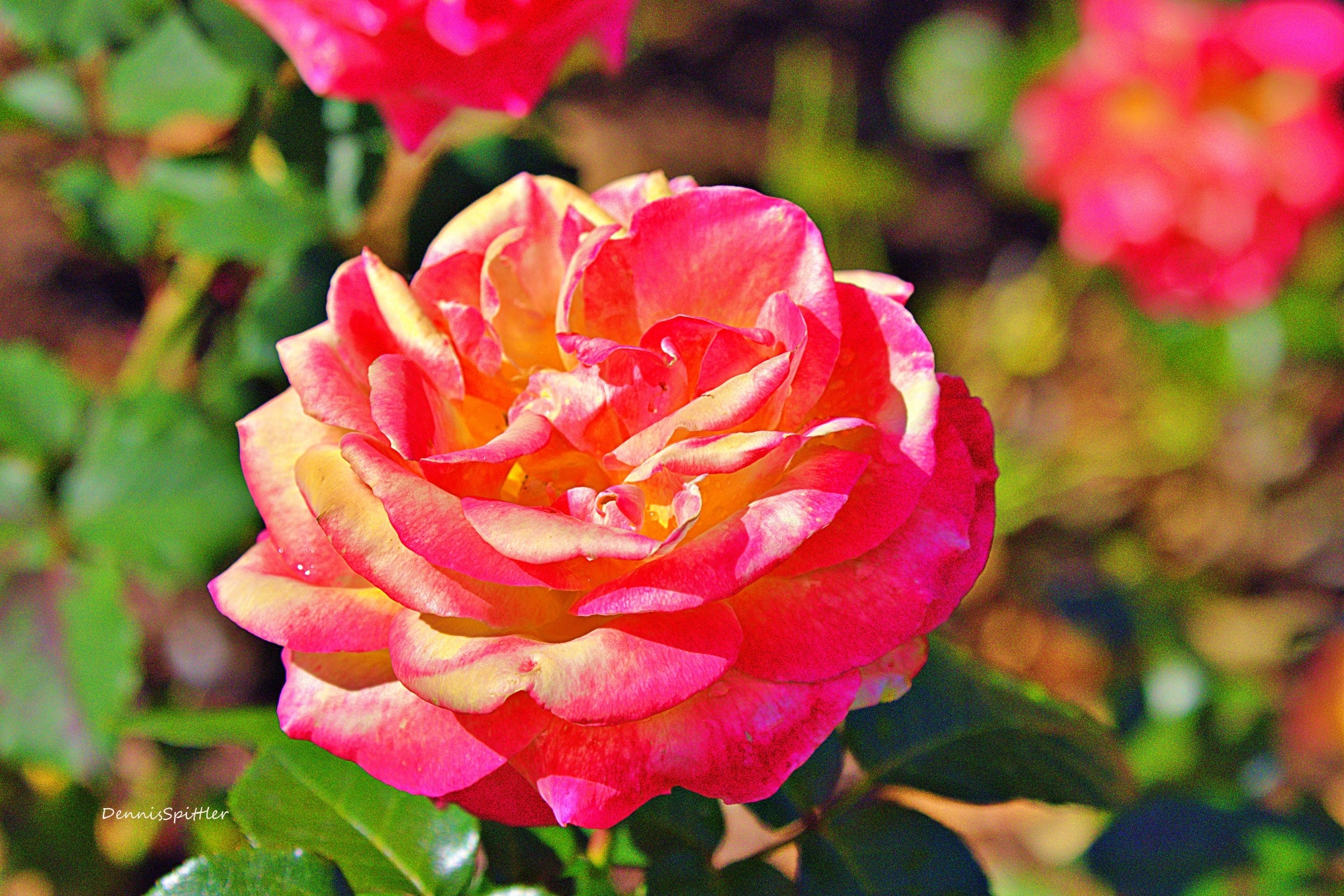 In Full Bloom — Pink & Red Rose Fine Art Photography Print