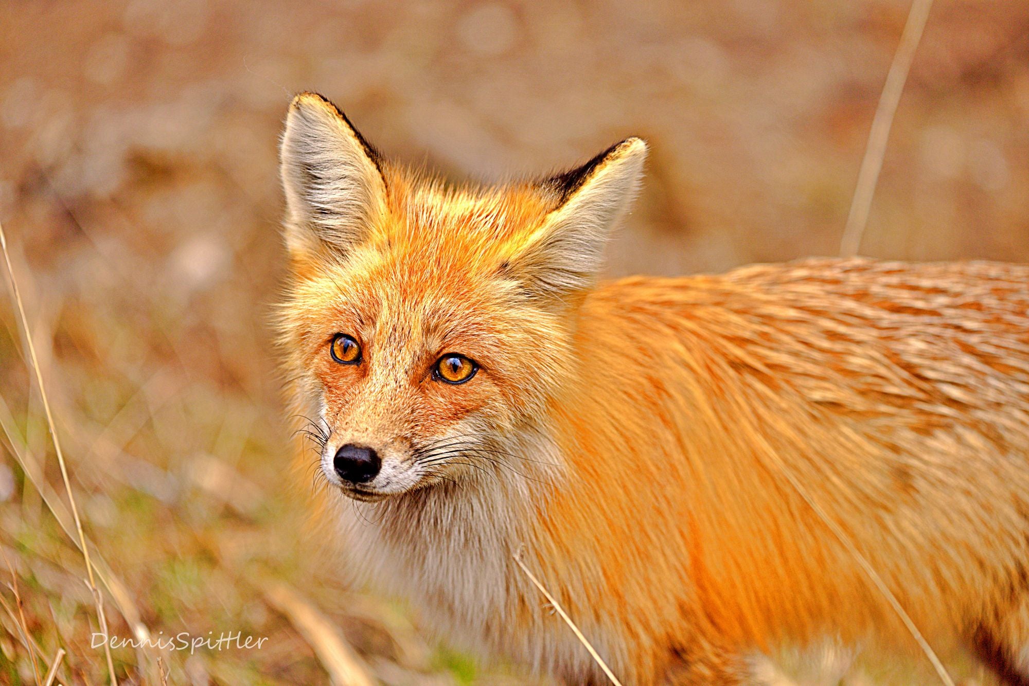 RED TAILED FOX