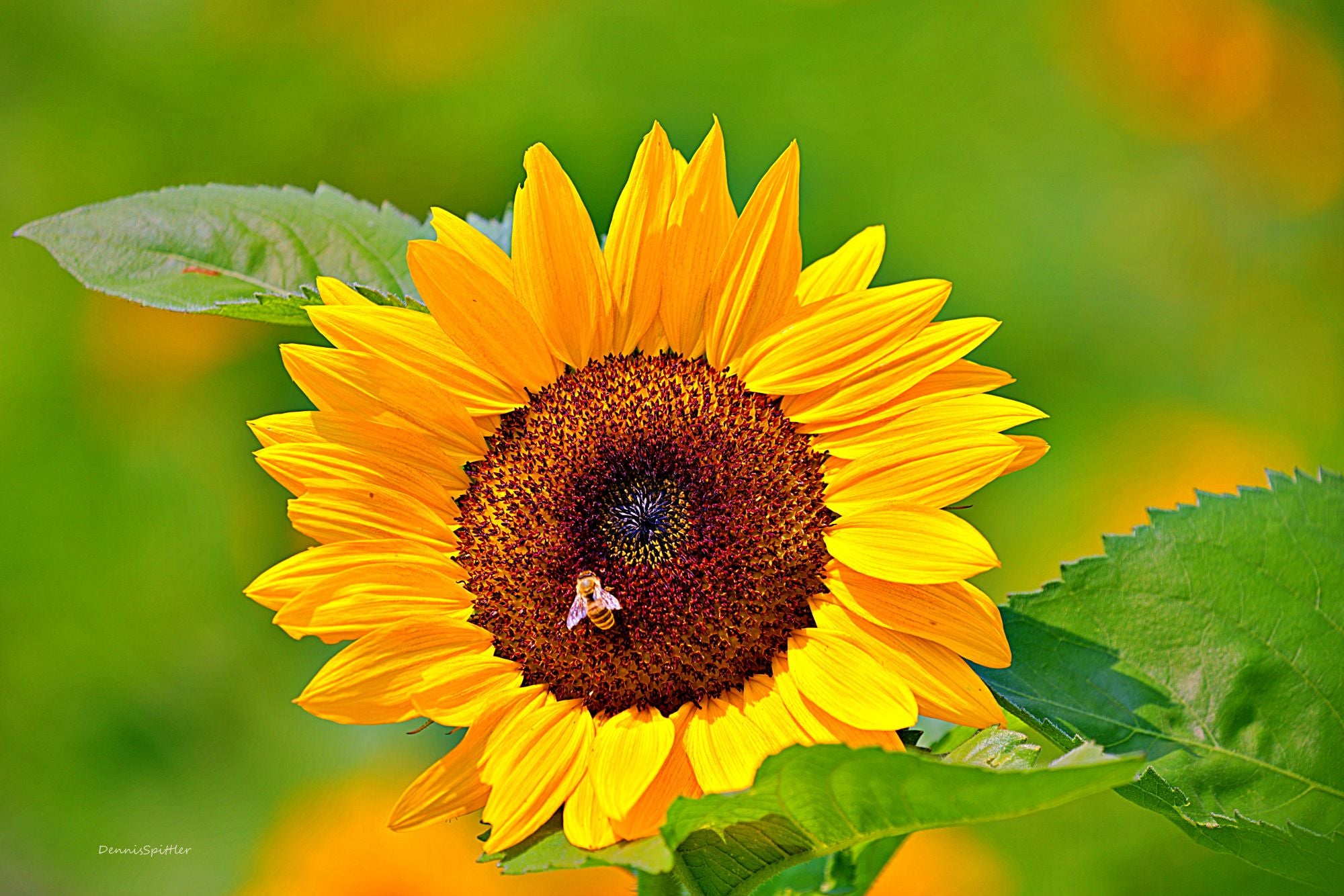 Flower Photography Prints - Nature Wall Art