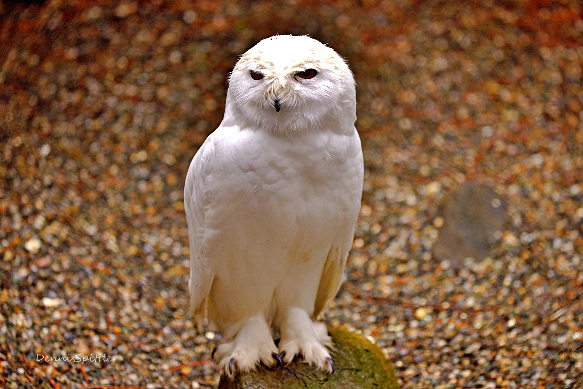 WHITE SNOW OWL