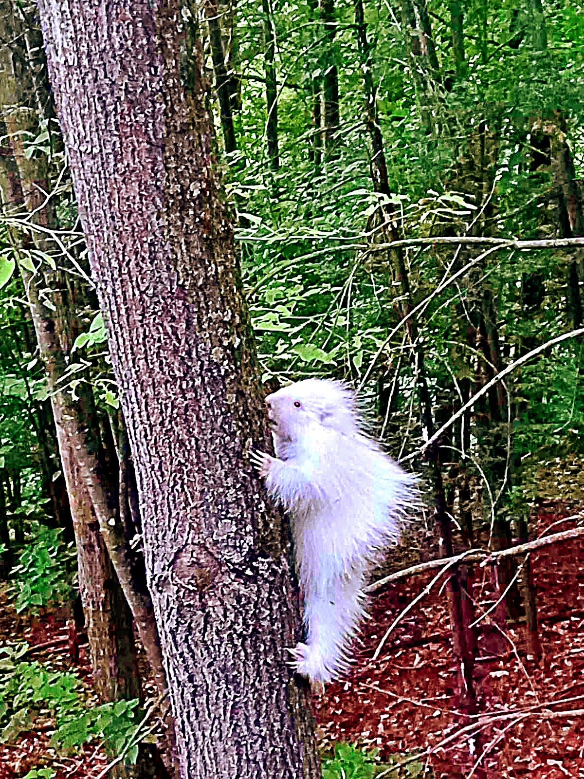 Rare White Porcupine Print - Albino Porcupine Climbing Tree | Adirondack Wildlife Photography