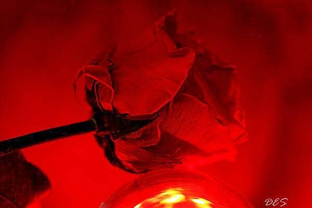 Crimson Rose Fine Art Photography Print | EL Photography
