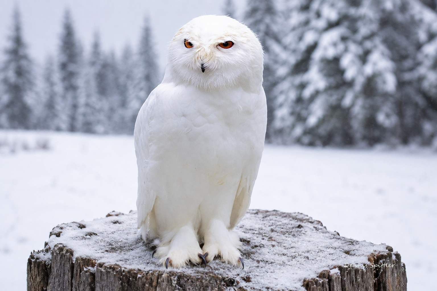 Ghost of Winter — Snowy Owl in the Frozen Wilderness | Fine Art Wildlife Photography Print
